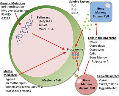 Soluble and Cell–Cell-Mediated Drivers of Proteasome Inhibitor Resistance in Multiple Myeloma